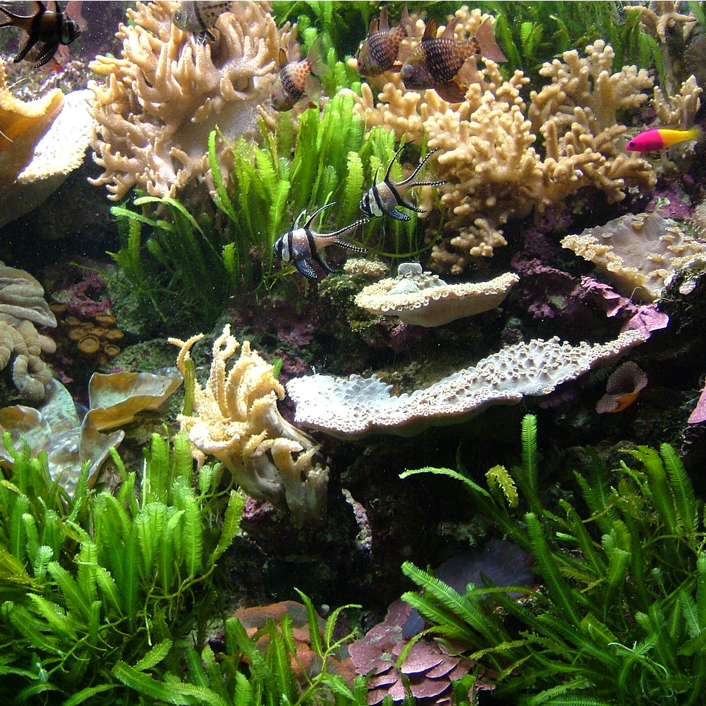 aquarium