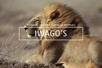 IWAGO'S Mitsuaki Iwago - World of Animals Vol.1