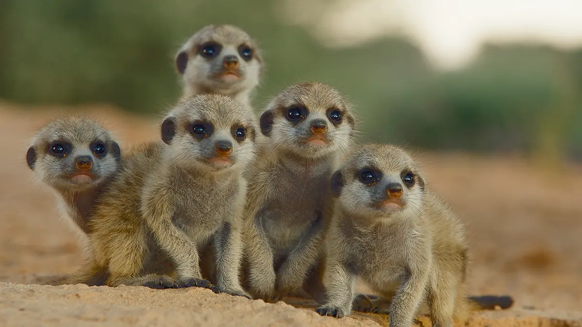 動物たちの秘密の生態