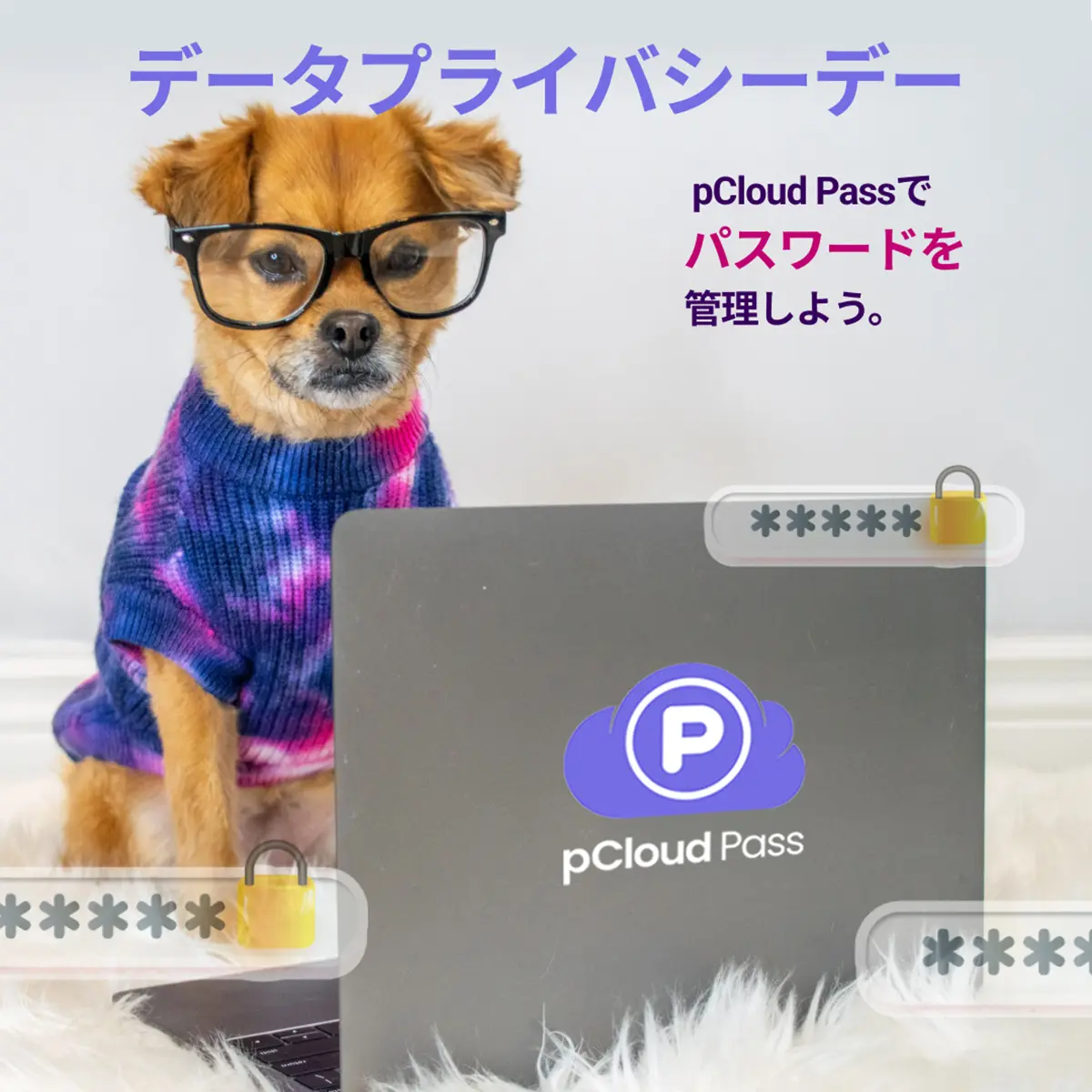 pCloud Pass データプライバシーデー キャンペーン