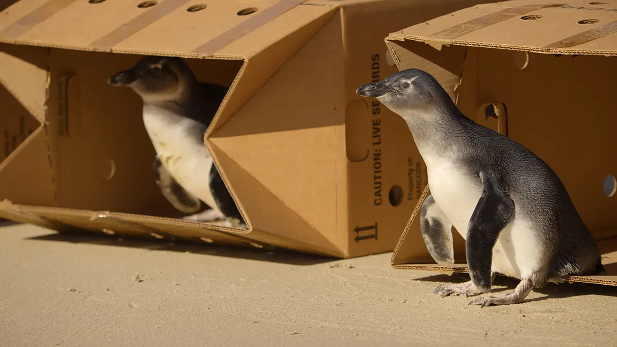 野生に還る動物たち