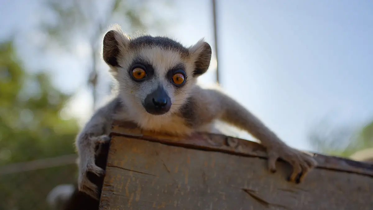 野生に還る動物たち
