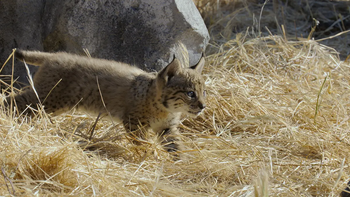 野生に還る動物たち